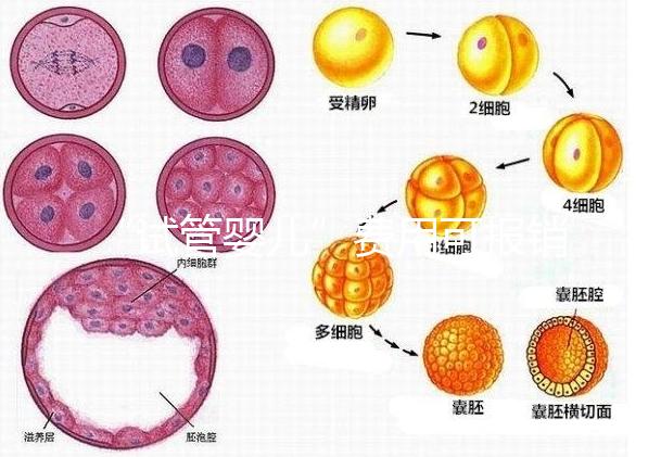 “試管嬰兒”費(fèi)用可報銷!11月1日起,患者可在柳人醫(yī)享受新政迎“好孕”