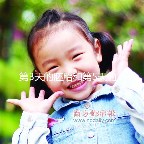 第3天的胚胎和第5天的囊胚，到底該怎么選成功率才高？