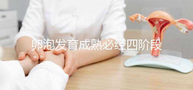 卵泡發(fā)育成熟必經四階段,不同時期都可能出現閉鎖卵泡