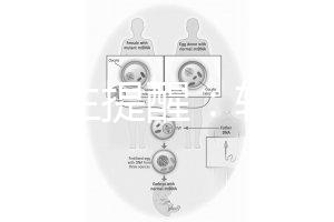 兒科醫生提醒：輪狀疫苗有不良反應，輕微表現持續時間短