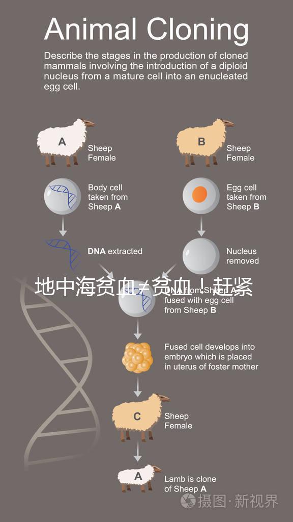 地中海貧血≠貧血!趕緊來看看地貧和貧血有什么區(qū)別