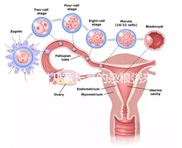 促進(jìn)兒童長高的雜糧粥來了,世界公認(rèn)最快長個早餐快安排