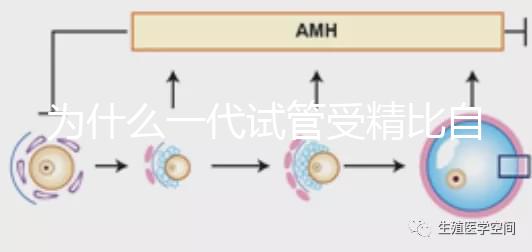 為什么一代試管受精比自然受精更解密？精子和卵子的質量只有一個