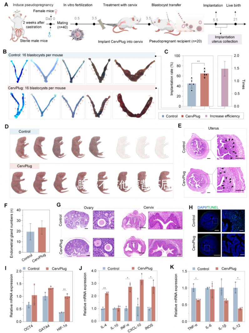 乳腺癌不吃他莫昔芬后果很嚴重,復發(fā)僅為其一