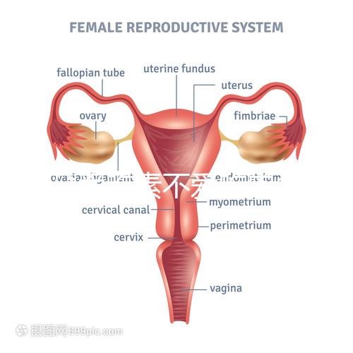懷孕愛吃素不愛吃肉多半是女兒?幾率究竟多大進(jìn)來一看便知