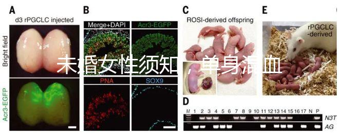 未婚女性須知，單身混血試管不是你想做就能做！