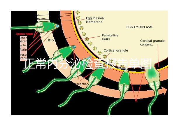 正常內(nèi)分泌檢查報(bào)告單圖片大全，一分鐘弄懂檢測(cè)結(jié)果怎么看