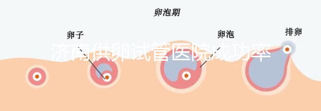 濟(jì)南供卵試管醫(yī)院成功率排名公布，私立機(jī)構(gòu)也不能包生男孩