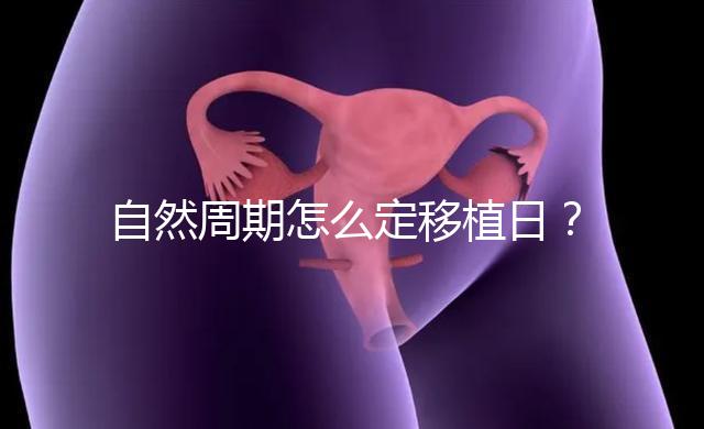 自然周期怎么定移植日？看排卵時間！胚胎或囊胚移植都不同！