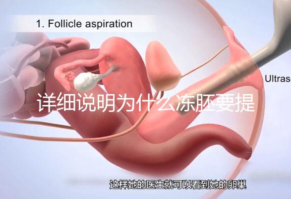 詳細說明為什么凍胚要提前一兩天解凍，有沒有影響一目了然