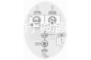跳繩有助于卵泡破裂嗎？4種有效手段值得入手